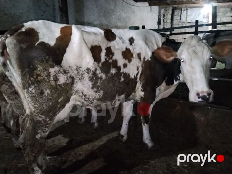 5 aydı doğub təzə doğanda 16 litr verirdi indi hal hazırda 11,12 litr — Digah