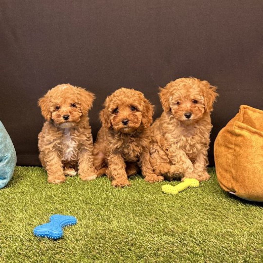 Micro Toy Poodle balaları — Köpəklər, Bakı (6)