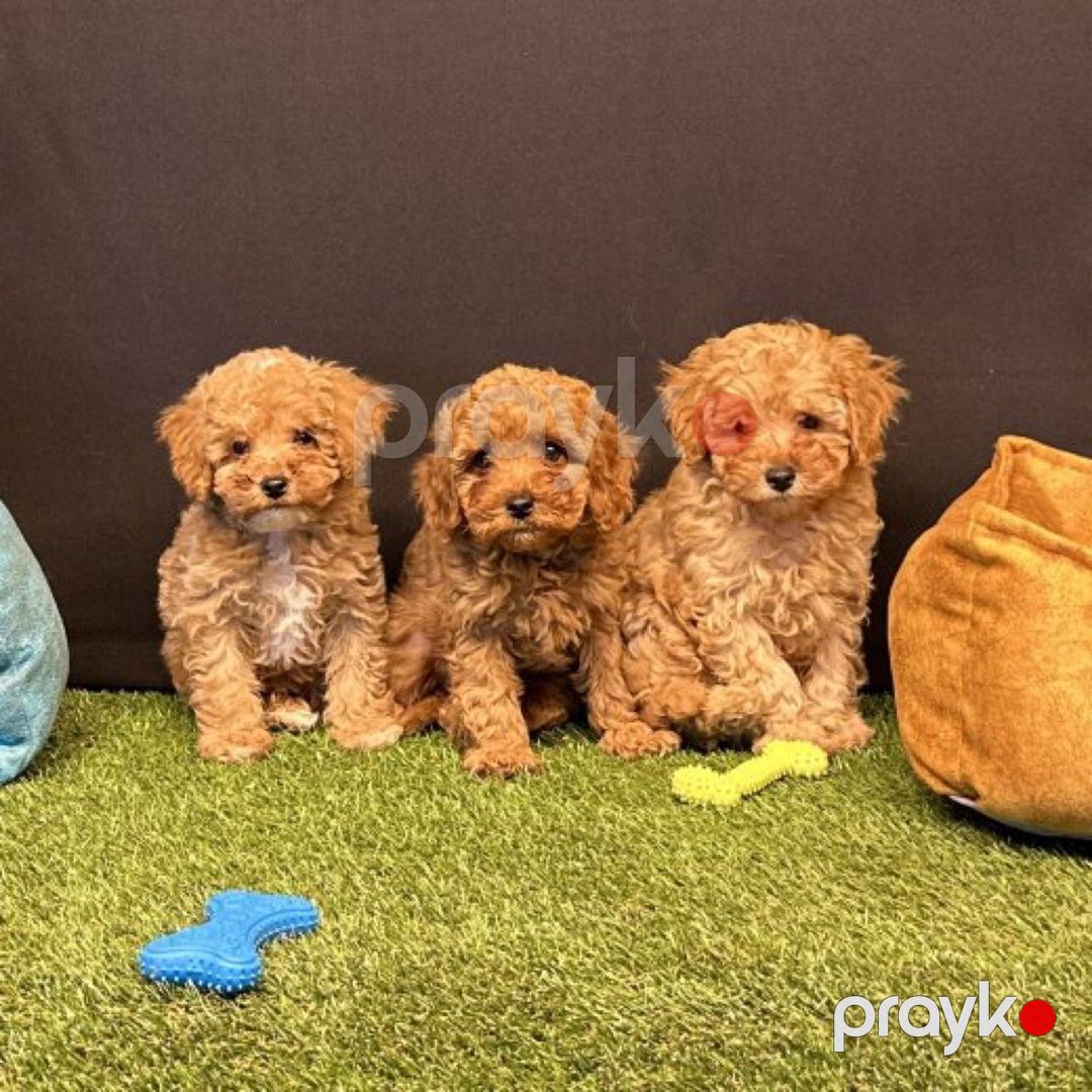 Micro Toy Poodle balaları — Köpəklər, Bakı (6)