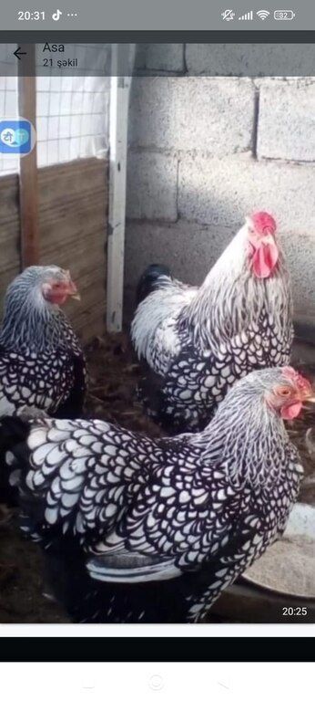 Mayalı yumurta — Quşlar, Bakı (11)