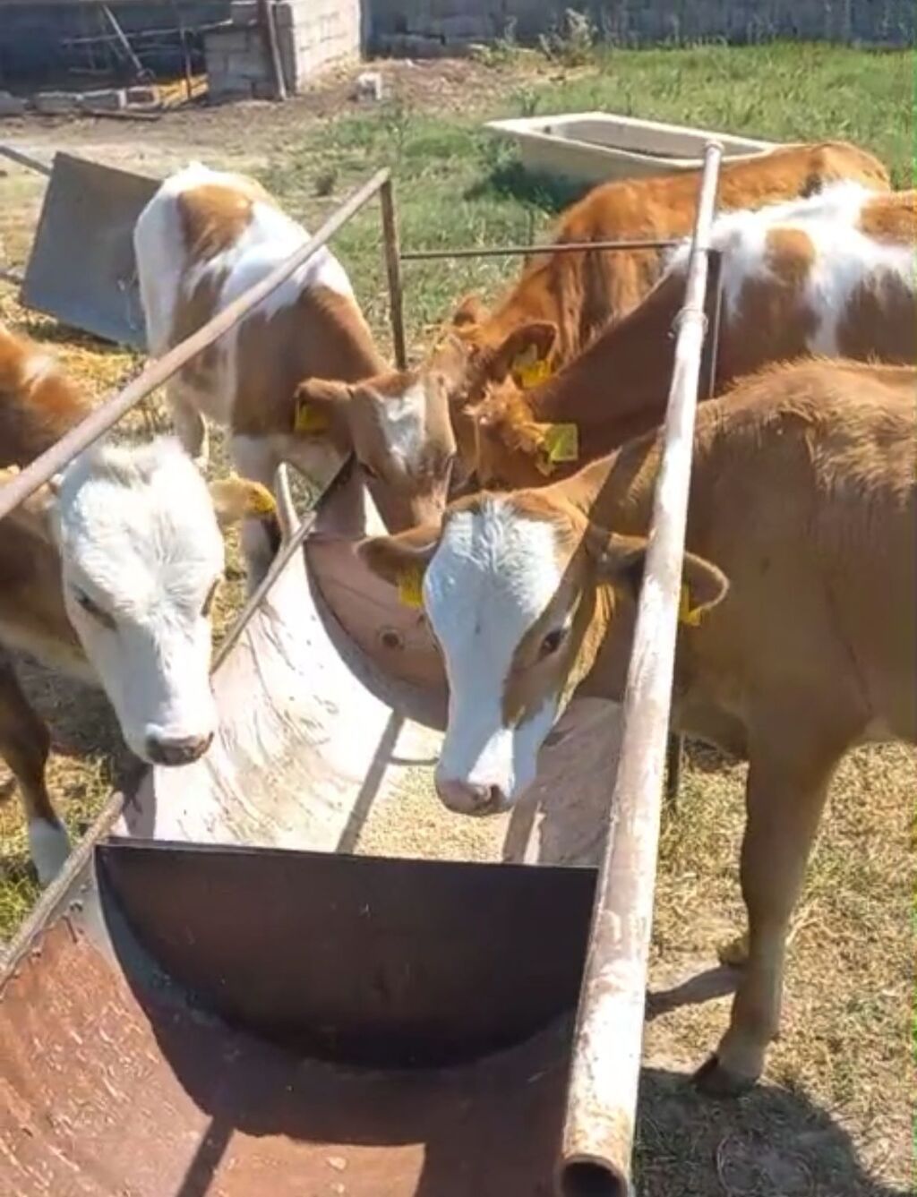 Satılır: simmental tipli buzovlar - Növ: iribuynuzlu, ətlik istiqamət — Kənd təsərrüfatı heyvanları, Bakı (3)