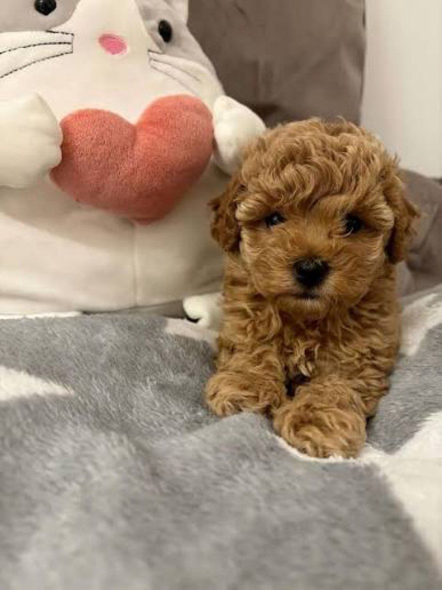 Micro Toy Poodle balaları — Köpəklər, Bakı (4)