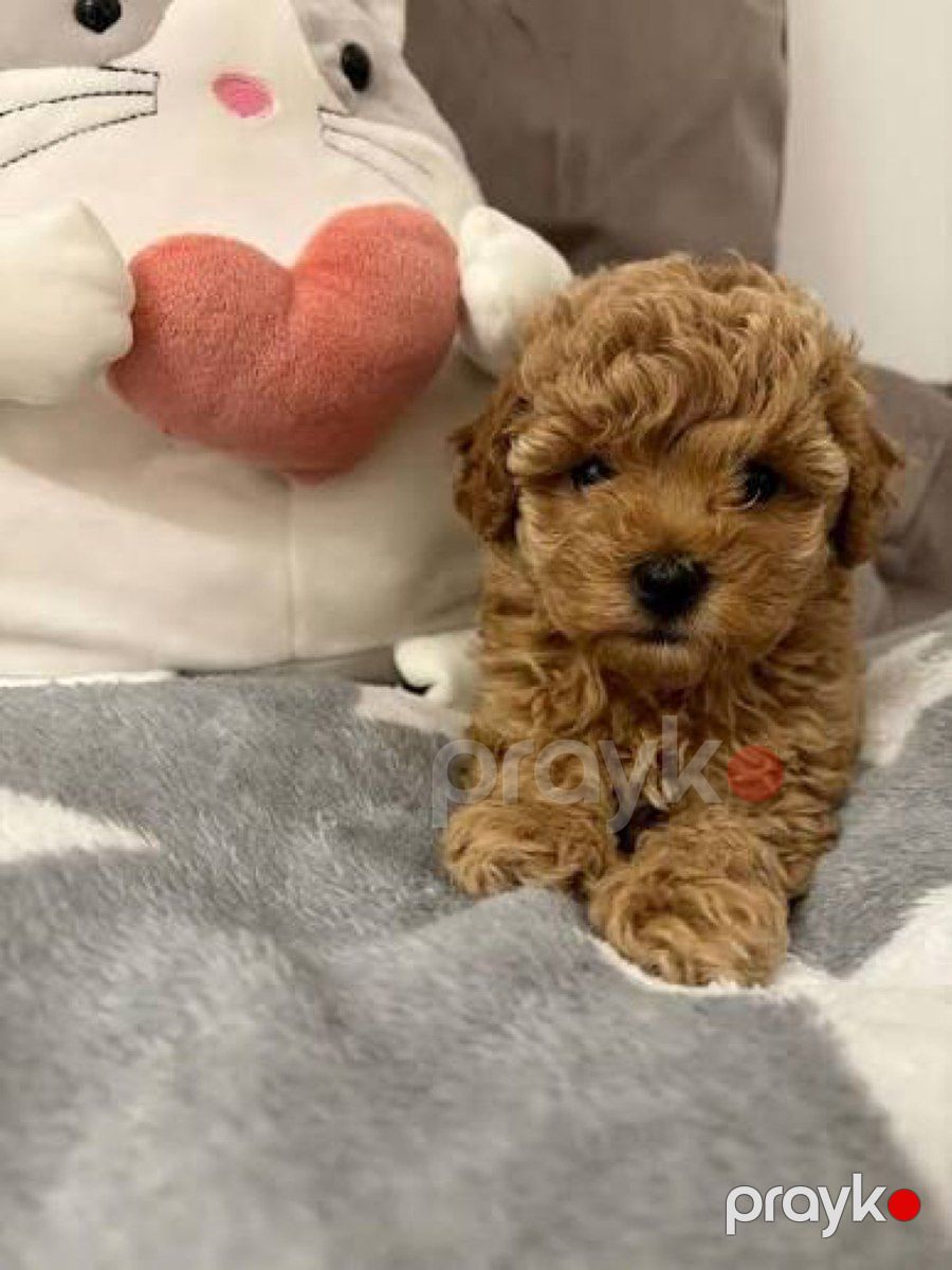 Micro Toy Poodle balaları — Köpəklər, Bakı (4)