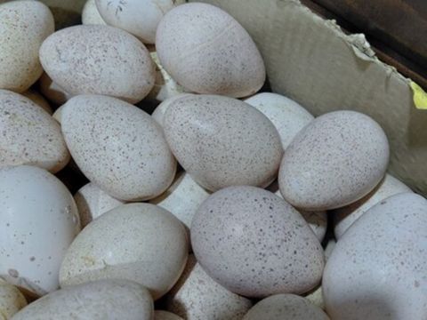 Kanada sortu hinduşka yumurtasi — Bakı