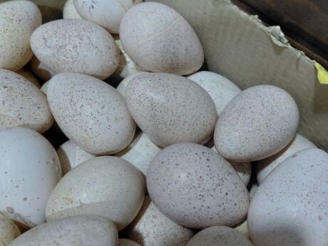 Kanada sortu hinduşka yumurtasi — Bakı