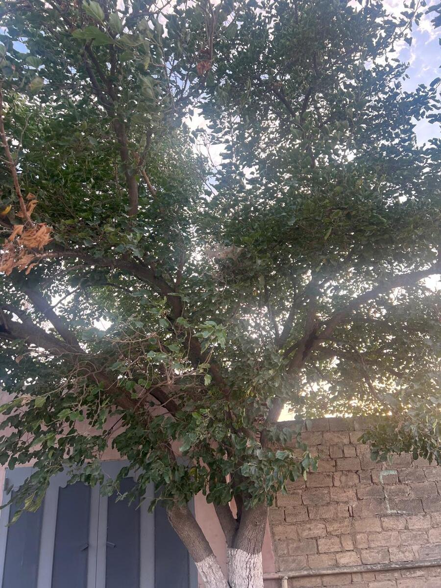Satılır torpaq 7 sot — Torpaq, Bakı (12)
