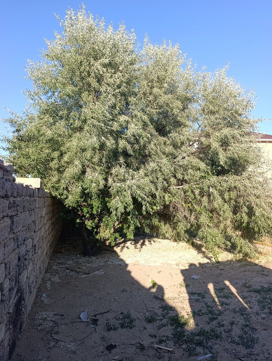 Satılır torpaq 7.4 sot — Torpaq, Bakı (3)