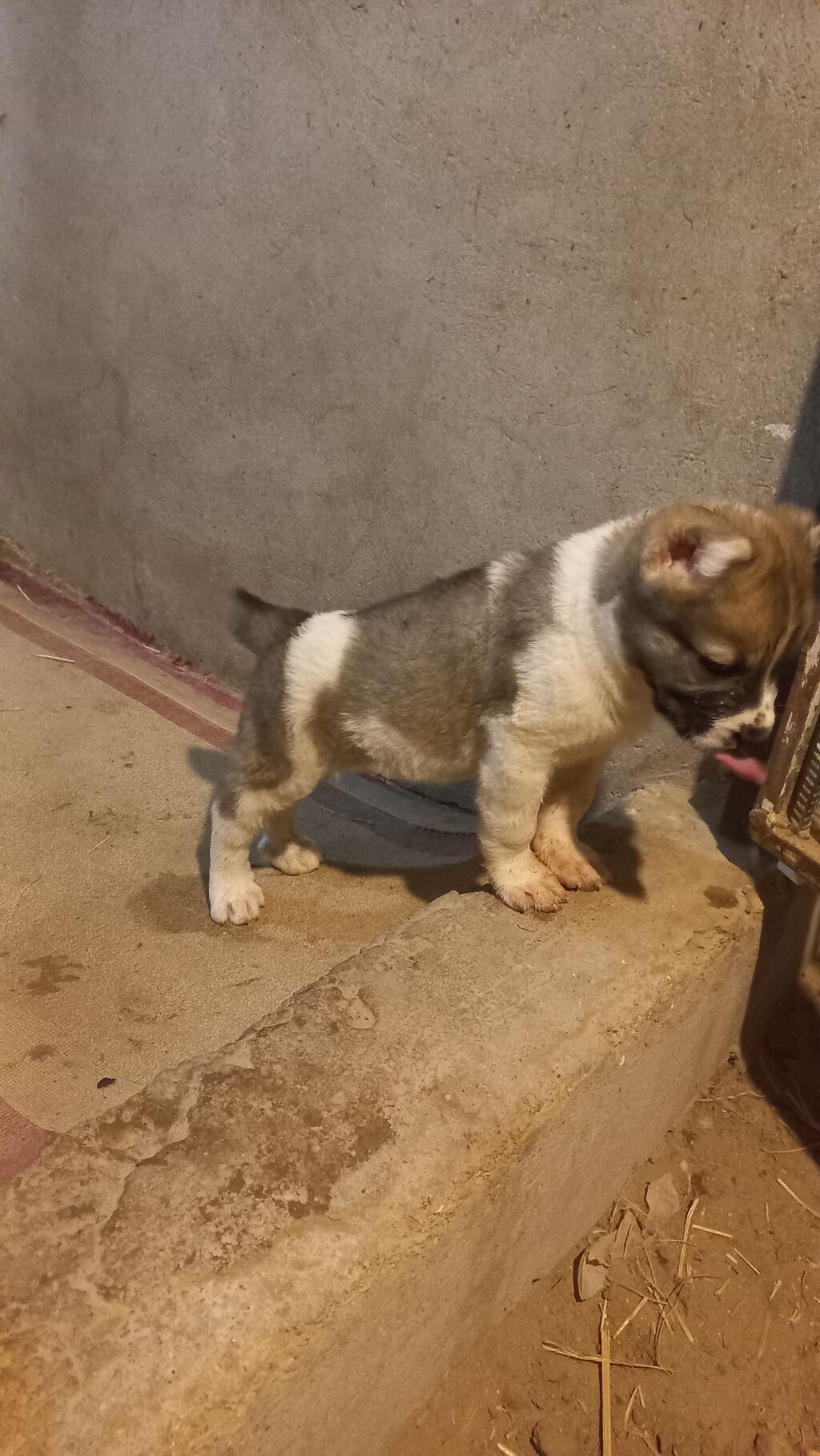 Alabay, 1 ay, Dişi — Köpəklər, Bakı (5)