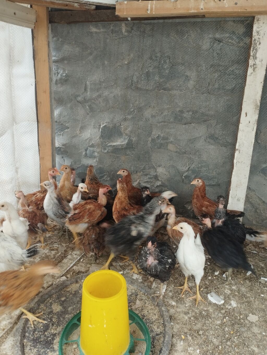 40gunluk colpalardi.Ozumuzde çıxıb. 30əded Ünvan Şəki — Digərləri, Şəki (2)