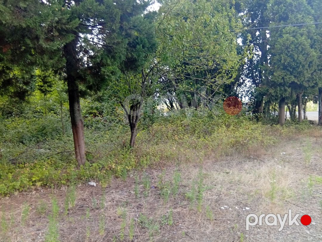 67 sotluq torpaq sahəsi satılır, Lənkəran — Torpaq, Lənkəran (4)