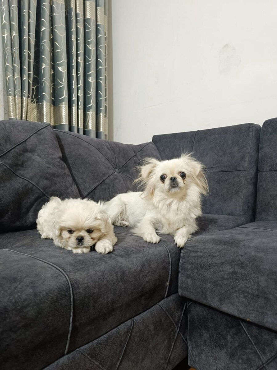 Pekines — Köpəklər, Bakı