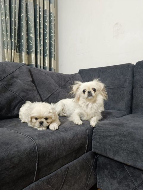 Pekines — Bakı