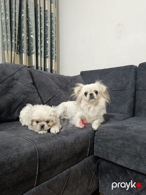 Pekines — Bakı