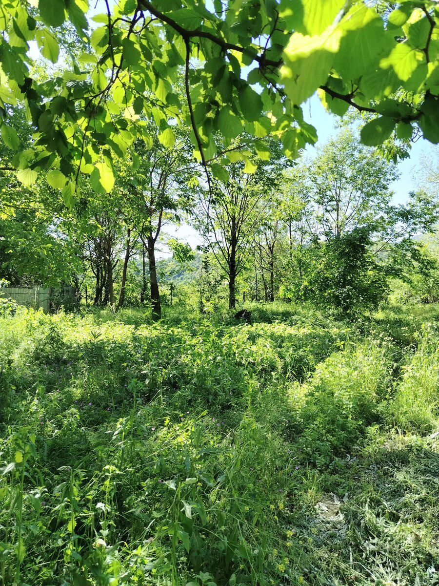 35 sot torpaq sahəsi, Qəbələ r — Torpaq, Qəbələ (8)
