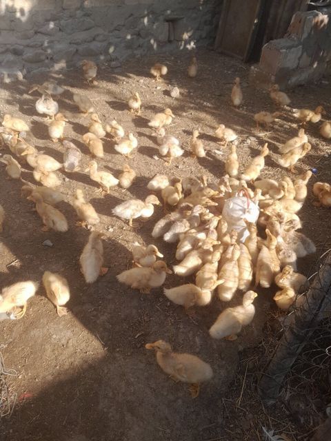 Pekin cücəsi — Gəncə
