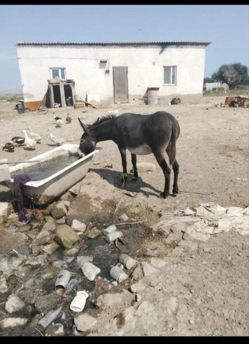 Uzunqulaq — Kənd təsərrüfatı heyvanları, Sumqayıt (2)
