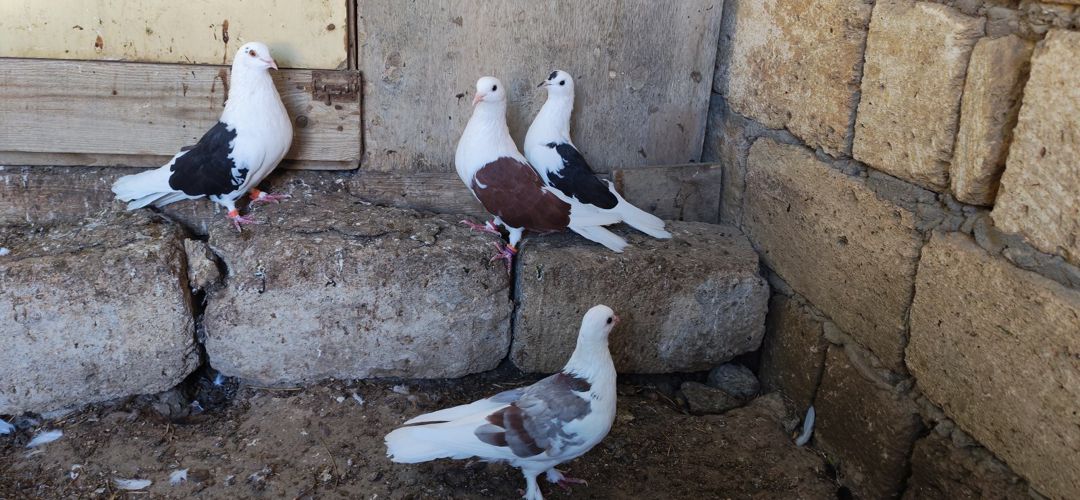 Göyərçinlər — Quşlar, Sumqayıt (4)