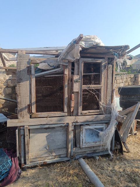 Toyuq və göyərçin evi — Bakı