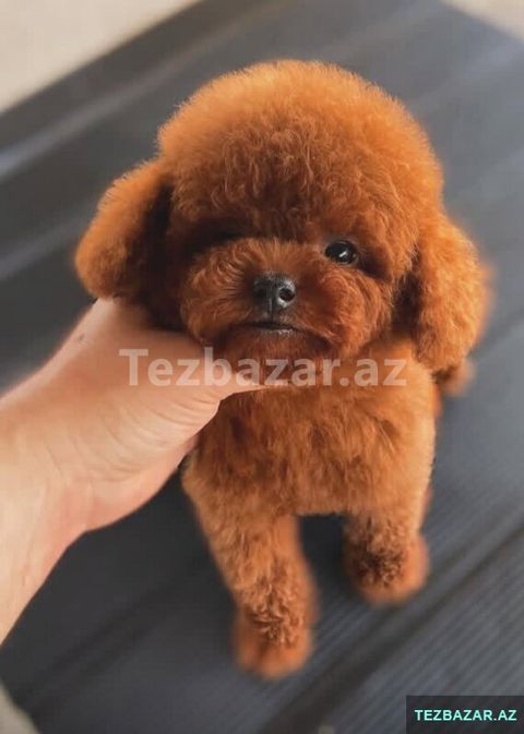 Toy pudel balasi satlir mini 2 ay — Bakı