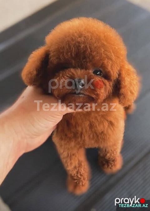Toy pudel balasi satlir mini 2 ay — Bakı