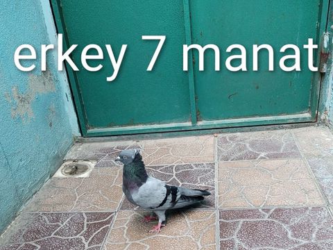 Erkək göyərçin – 7 manat - Rəng: boz-göy tonlarda, boyun hissəsində
