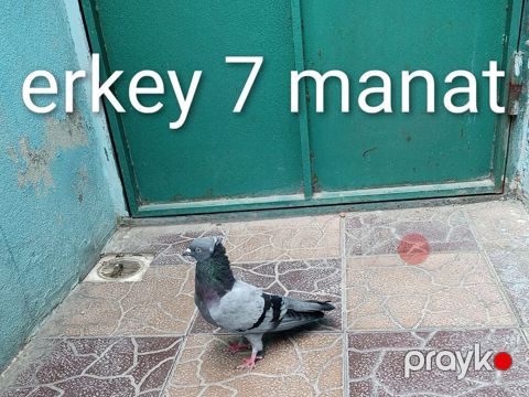 Erkək göyərçin – 7 manat - Rəng: boz-göy tonlarda, boyun hissəsində — Bakı