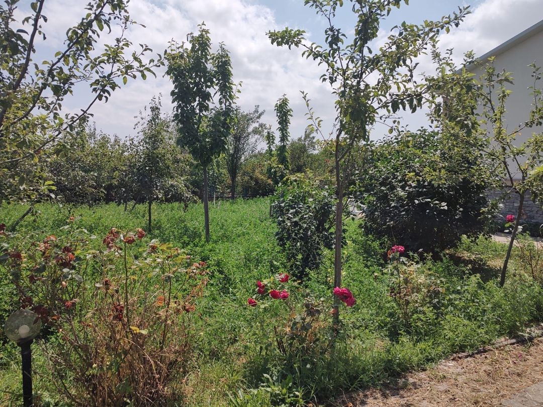 Satılır 4 otaqlı həyət evi/bağ evi 300 m² — Ev, villa, Şamaxı (5)