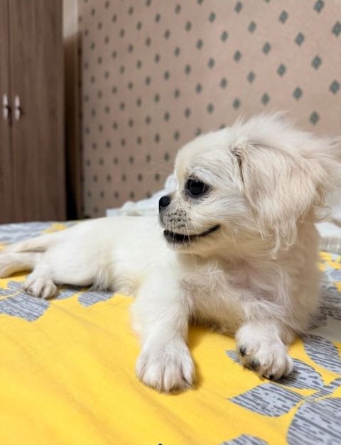 Pekines — Gəncə