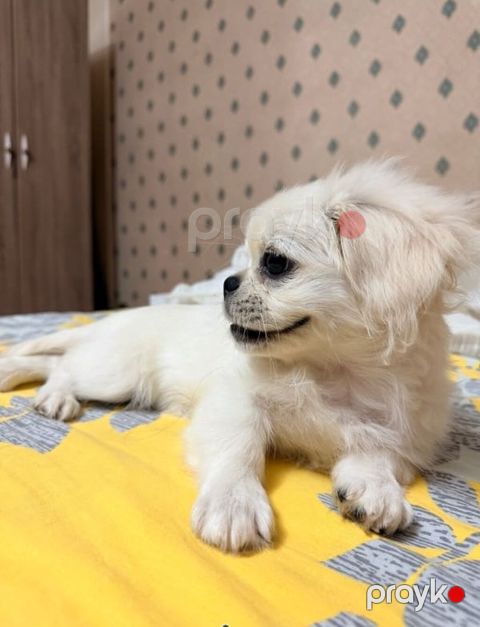 Pekines — Gəncə