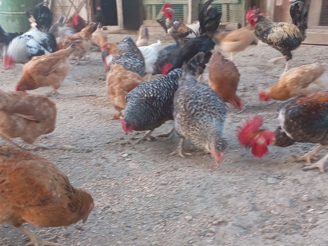 Xoruzlar — Quşlar, Bakı (2)