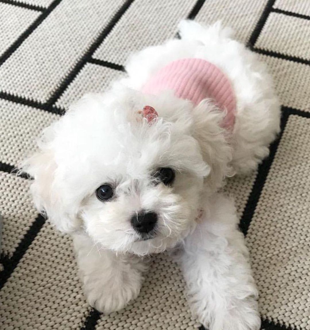 F1 maltipoo balaları — Köpəklər, Bakı (2)