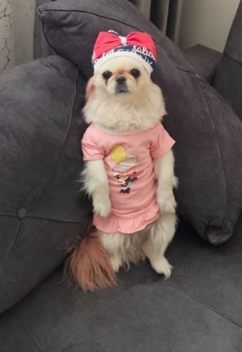 Pekines — Köpəklər, Bakı (5)