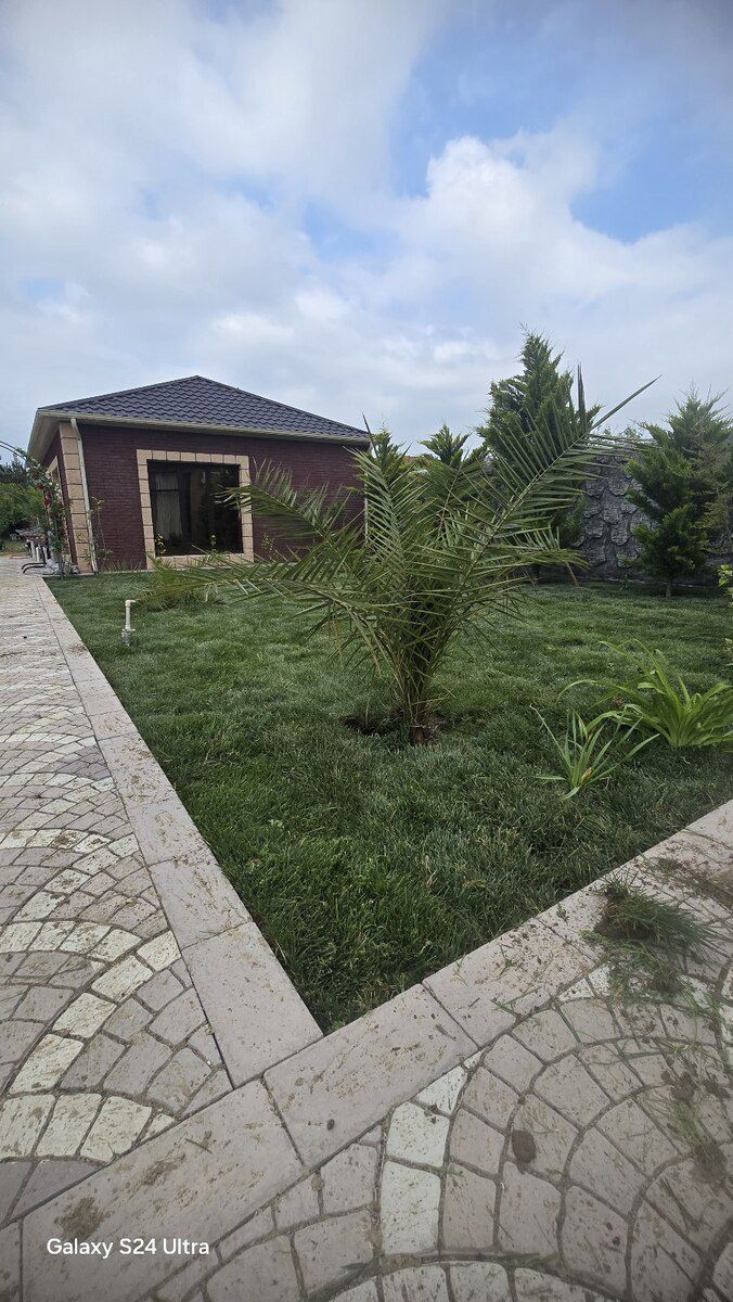 Qazon — Bitkilər, Bakı (12)