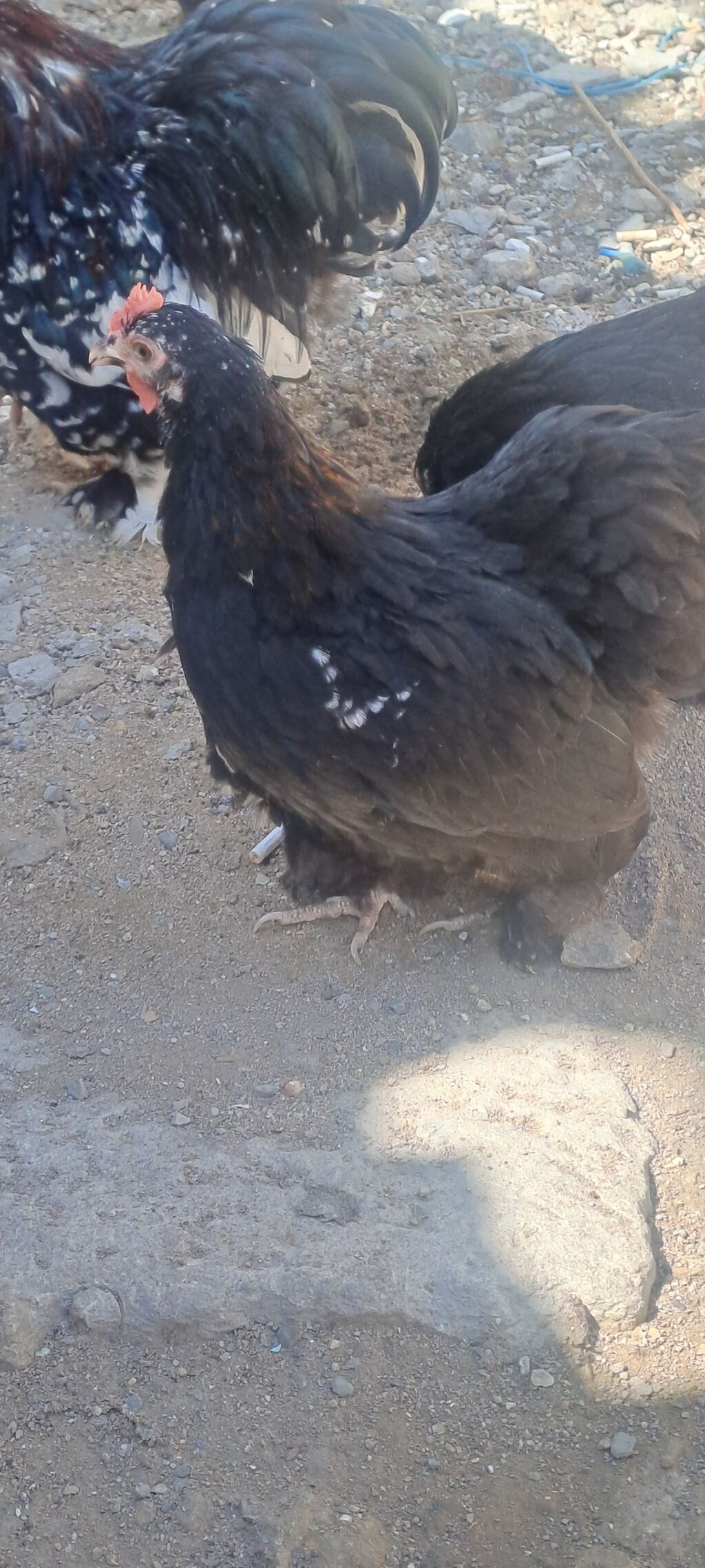 Toyuq, Damazlıq — Toyuq və xoruz, Bakı (2)