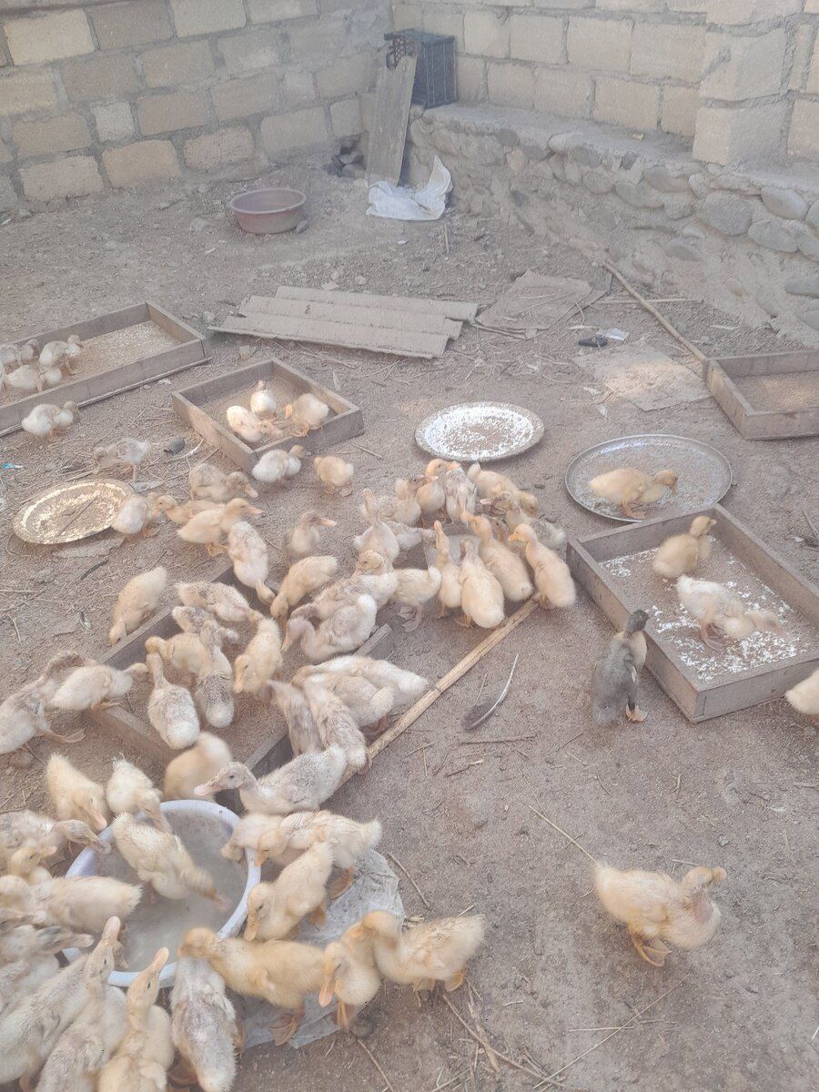 Pekin cücəsi — Quşlar, Gəncə (2)