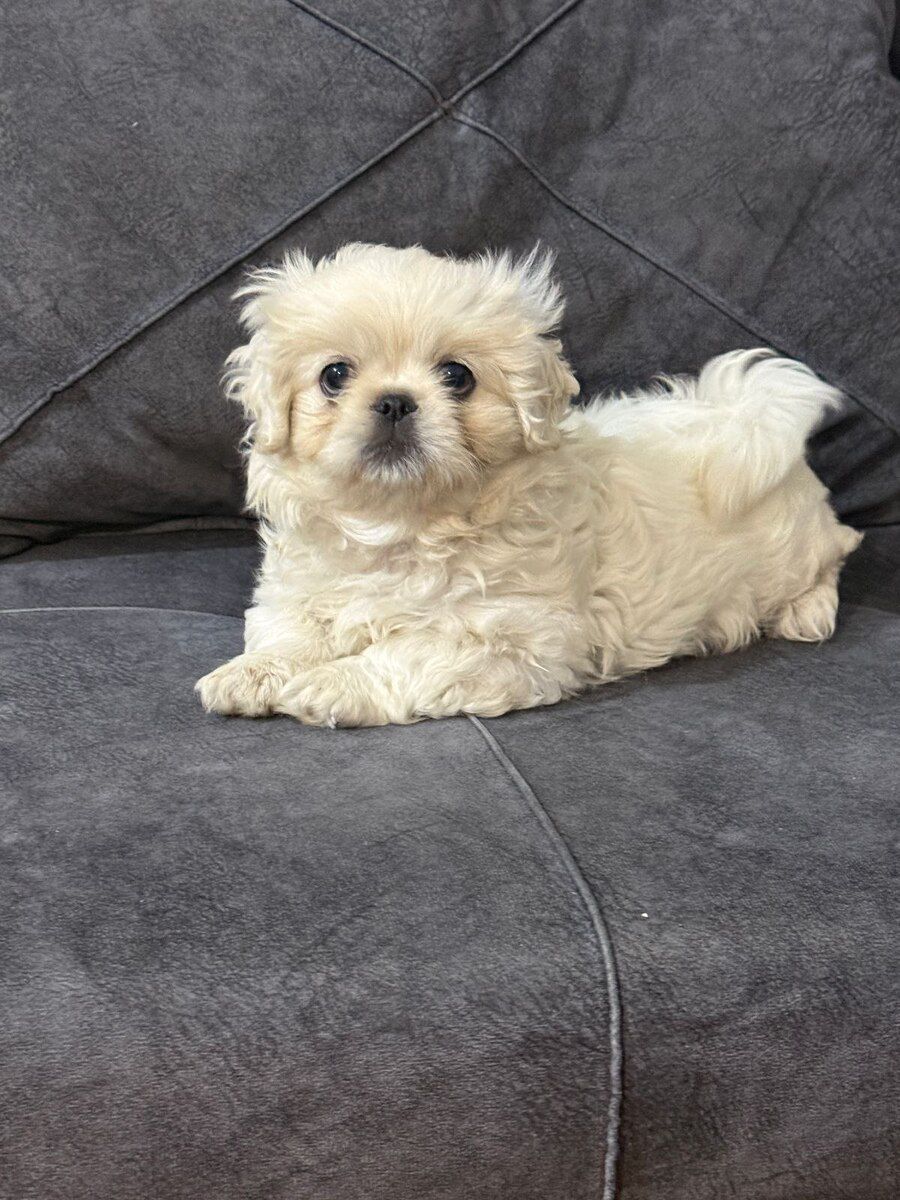 Pekines — Köpəklər, Bakı (11)