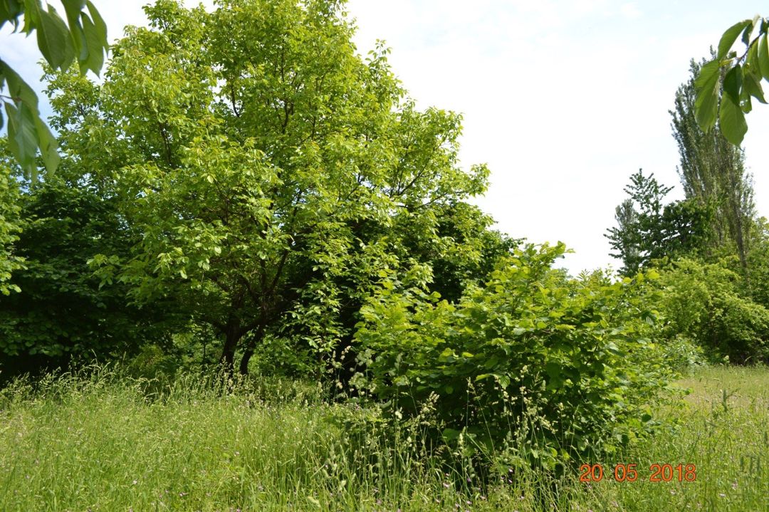 Satılır 4 otaqlı həyət evi/bağ evi 120 m² — Ev, villa, Oğuz (5)
