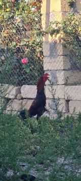 Evala salam alekum heyvan 11 aylig di prob olnuf eyagi ve — Chickens and roosters