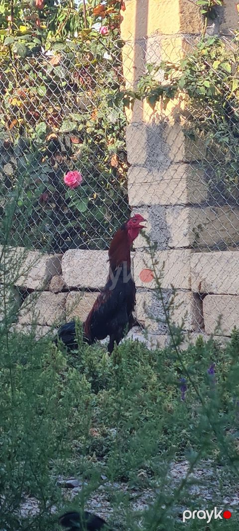 Evala salam alekum heyvan 11 aylig di prob olnuf eyagi ve — Gəncə