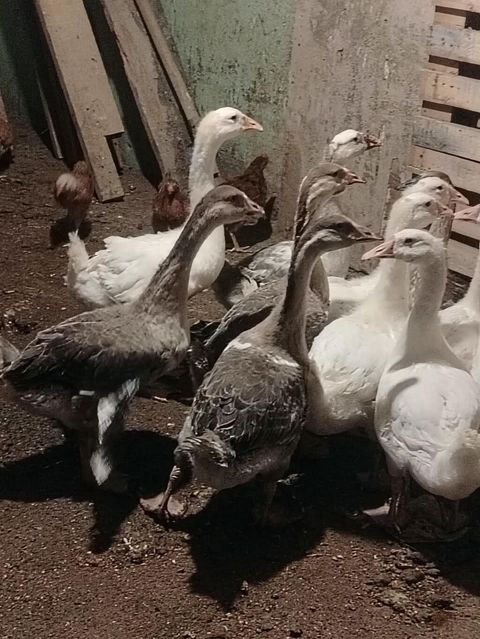 Satlıq qazlar. kuban qallari Şəkillərdə ağ və boz rəngli qazlar — Bakı