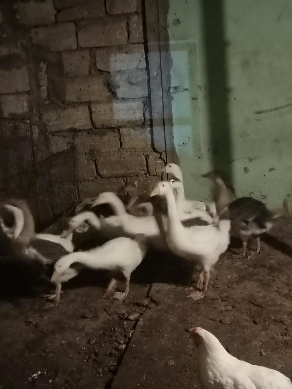 Satlıq qazlar. kuban qallari Şəkillərdə ağ və boz rəngli qazlar — Digərləri, Bakı (5)