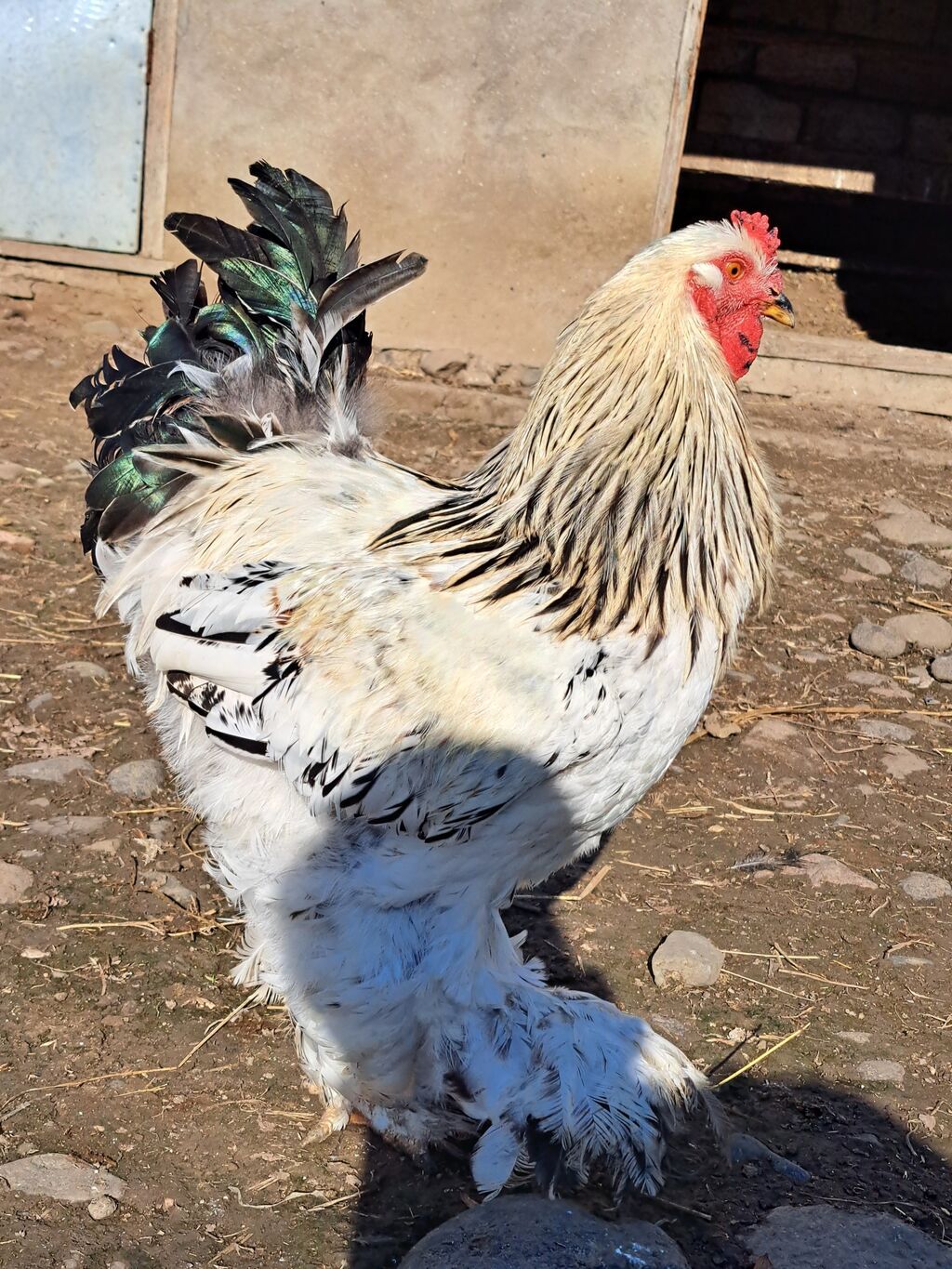 Brama xoruzlar tam sağlamdılar şəkil öz şəkiləridi göz qabağındadılar — Digər heyvanlar, Cəlilabad (3)