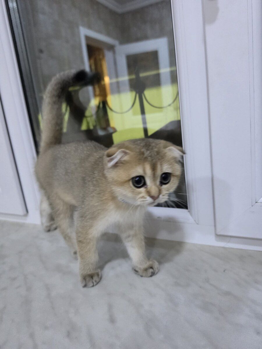 Qızılı şinşilla pişiyi balası — Pişiklər, Bakı (8)