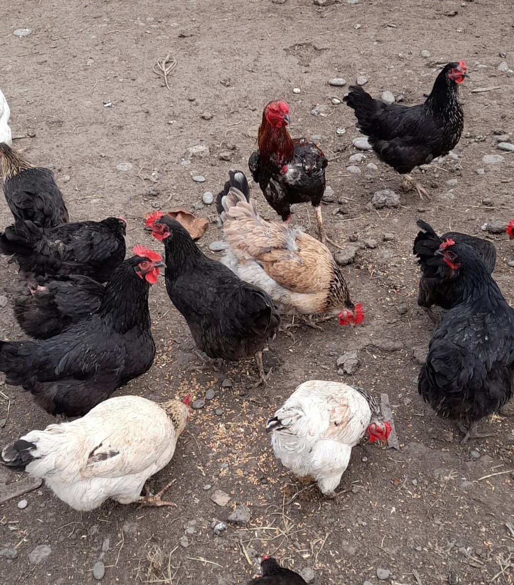 Mayalı kənd toyuğu yumurtaları — Quşlar, Xaçmaz (8)