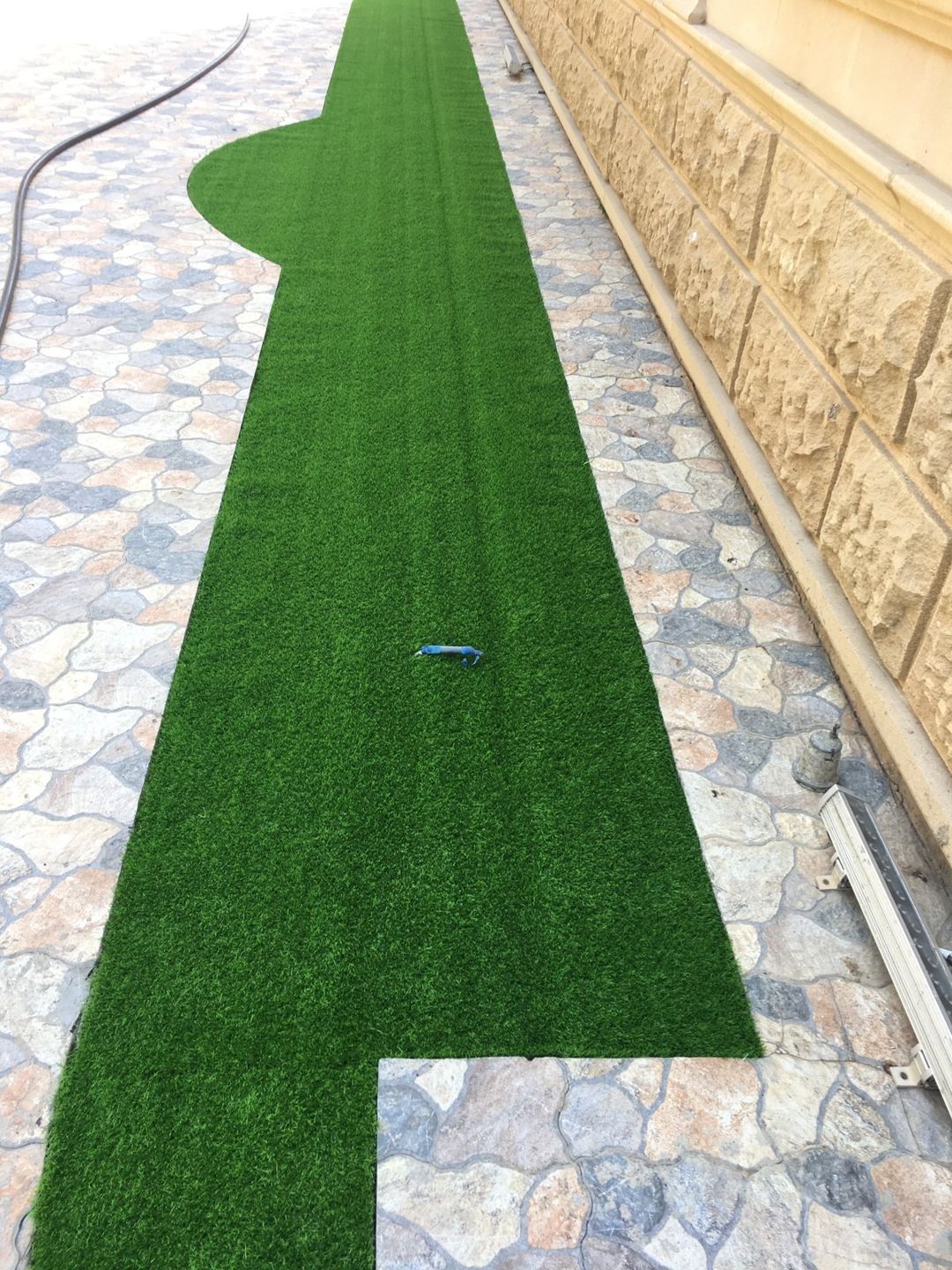 Süni qazon — Bitkilər, Bakı (9)