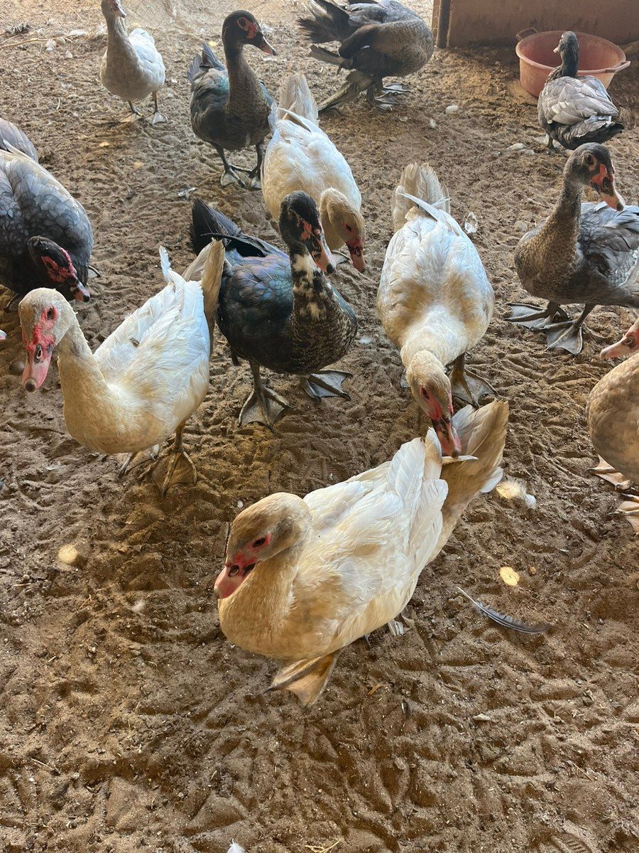 Ördəklər — Quşlar, Bakı (4)