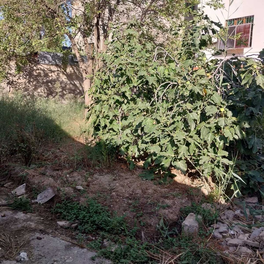 Satılır torpaq 3.6 sot — Torpaq, Bakı (3)