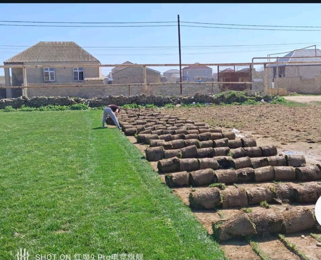 Qazon — Bitkilər, Bakı (6)