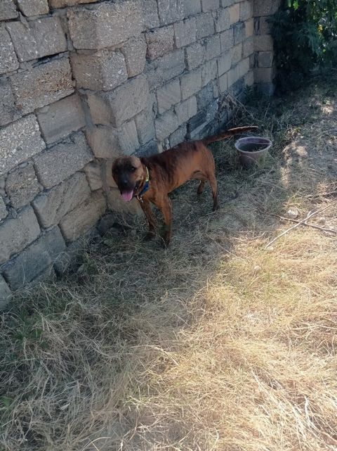 Pitbul — Bakı
