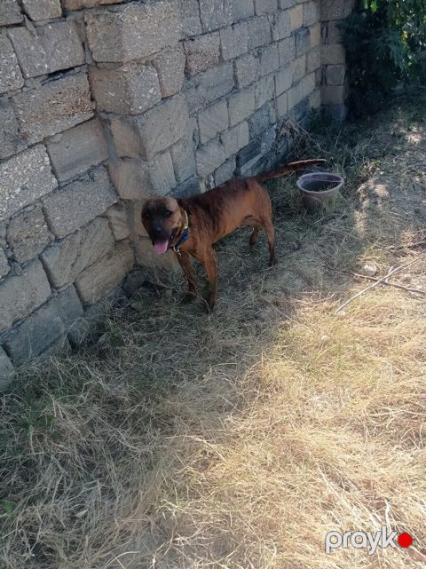 Pitbul — Bakı